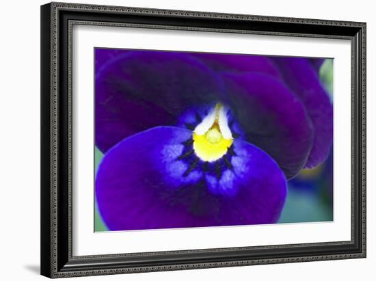 Purple Pansy (Viola Sp.)-Lawrence Lawry-Framed Photographic Print