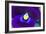 Purple Pansy (Viola Sp.)-Lawrence Lawry-Framed Photographic Print