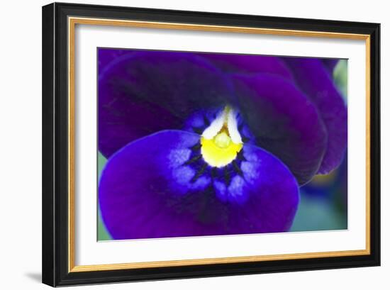 Purple Pansy (Viola Sp.)-Lawrence Lawry-Framed Photographic Print