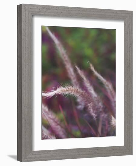 Purple Plumes I-Sonja Quintero-Framed Photographic Print