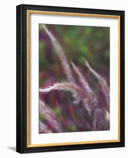 Purple Plumes I-Sonja Quintero-Framed Photographic Print