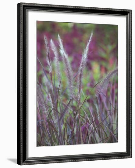 Purple Plumes II-Sonja Quintero-Framed Photographic Print