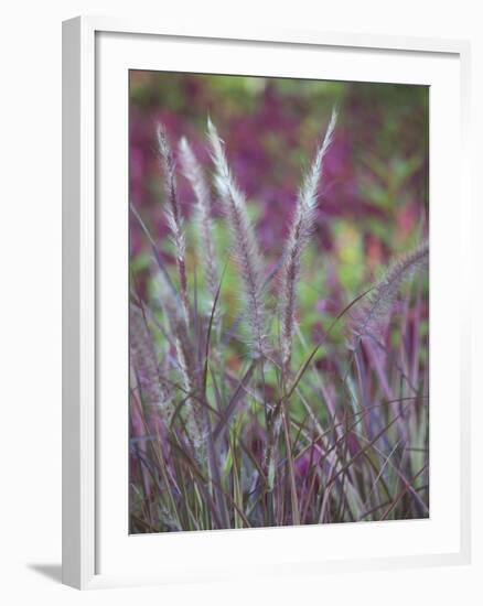 Purple Plumes II-Sonja Quintero-Framed Photographic Print