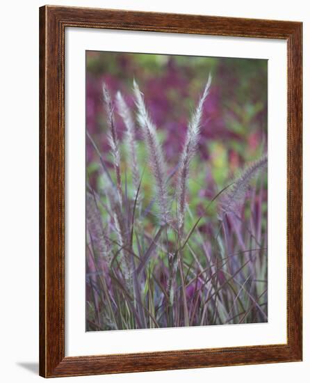 Purple Plumes II-Sonja Quintero-Framed Photographic Print