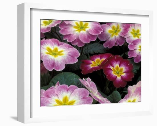 Purple Primrose, Washington, USA-null-Framed Photographic Print