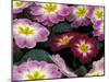 Purple Primrose, Washington, USA-null-Mounted Photographic Print