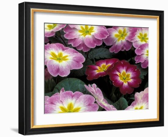Purple Primrose, Washington, USA-null-Framed Photographic Print
