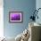 Purple Rain-Philippe Sainte-Laudy-Framed Photographic Print displayed on a wall