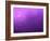 Purple Rain-Philippe Sainte-Laudy-Framed Photographic Print