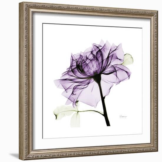 Purple Rose 2-Albert Koetsier-Framed Art Print