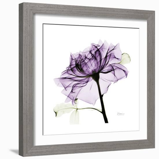 Purple Rose 2-Albert Koetsier-Framed Art Print