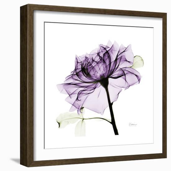 Purple Rose 2-Albert Koetsier-Framed Art Print