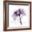 Purple Rose 2-Albert Koetsier-Framed Art Print