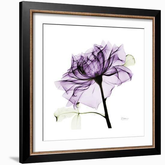 Purple Rose 2-Albert Koetsier-Framed Art Print