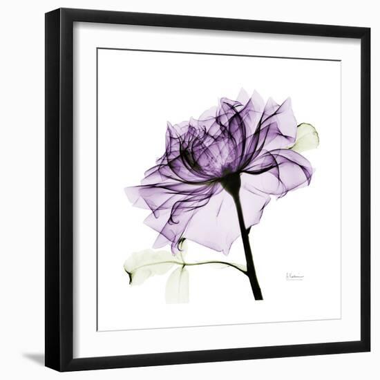 Purple Rose 2-Albert Koetsier-Framed Art Print