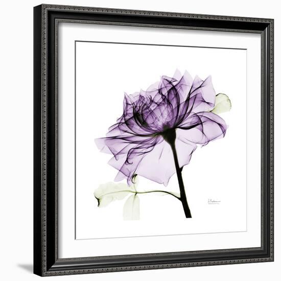 Purple Rose 2-Albert Koetsier-Framed Art Print