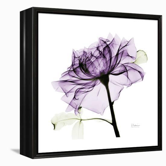 Purple Rose 2-Albert Koetsier-Framed Stretched Canvas