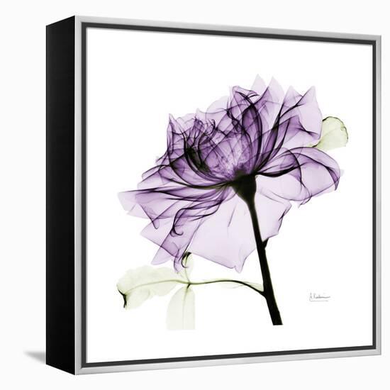 Purple Rose 2-Albert Koetsier-Framed Stretched Canvas