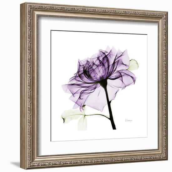 Purple Rose 2-Albert Koetsier-Framed Art Print