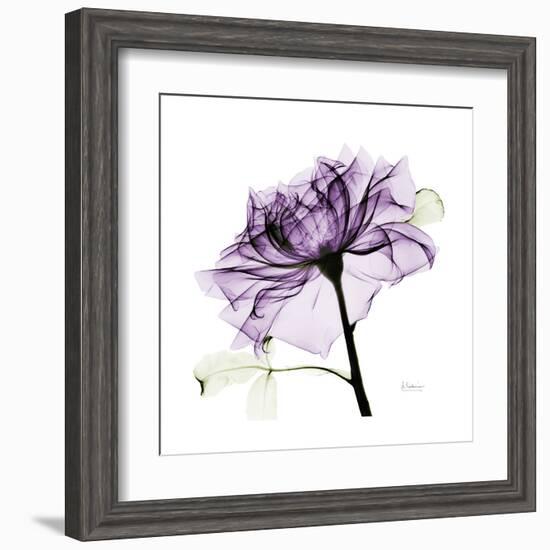 Purple Rose 2-Albert Koetsier-Framed Art Print