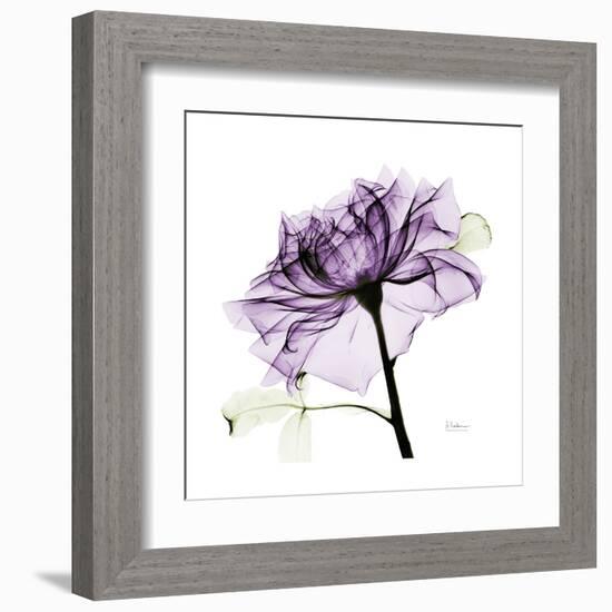 Purple Rose 2-Albert Koetsier-Framed Art Print