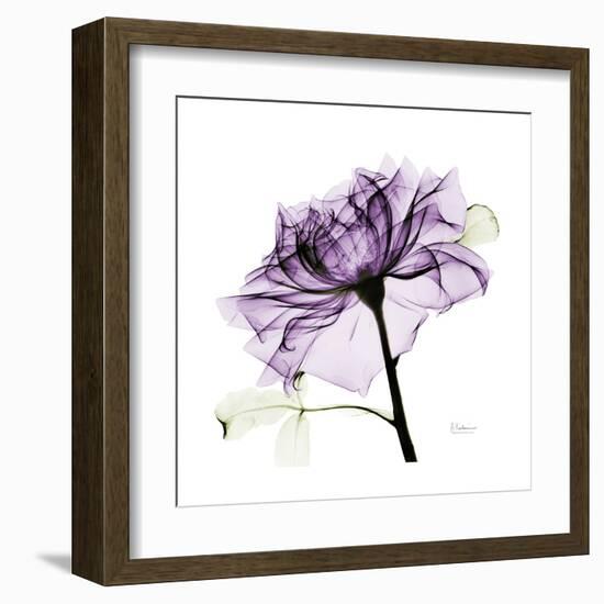 Purple Rose 2-Albert Koetsier-Framed Art Print