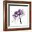 Purple Rose 2-Albert Koetsier-Framed Art Print