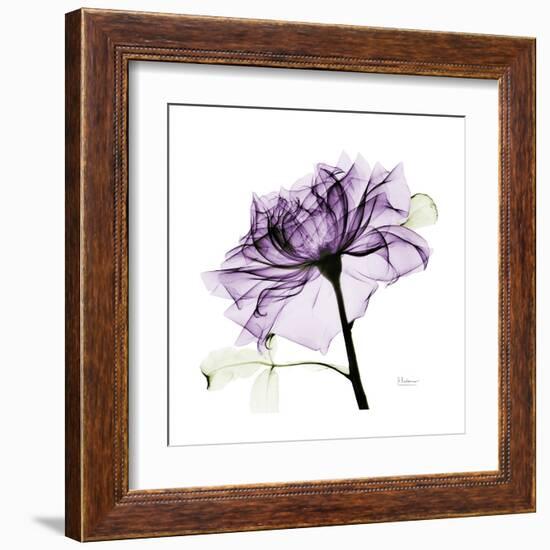 Purple Rose 2-Albert Koetsier-Framed Art Print