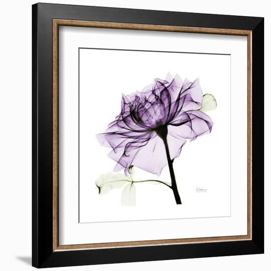 Purple Rose 2-Albert Koetsier-Framed Art Print