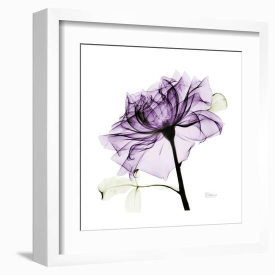 Purple Rose 2-Albert Koetsier-Framed Art Print