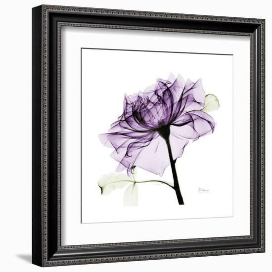 Purple Rose 2-Albert Koetsier-Framed Art Print