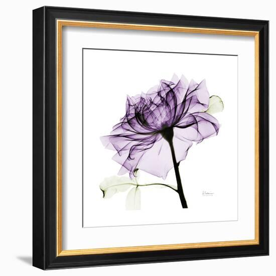 Purple Rose 2-Albert Koetsier-Framed Art Print