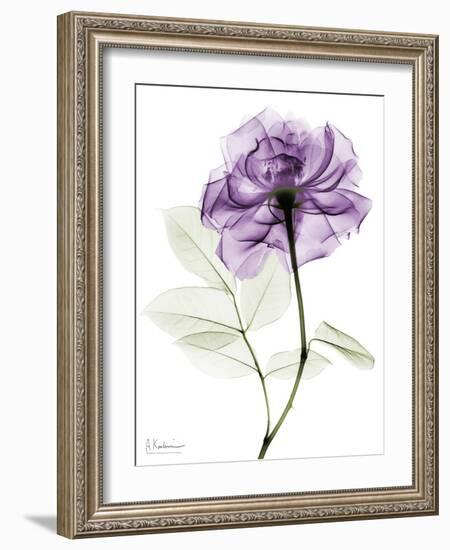 Purple Rose Portrait 2-Albert Koetsier-Framed Art Print