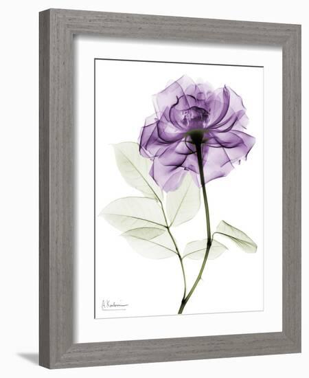 Purple Rose Portrait 2-Albert Koetsier-Framed Art Print