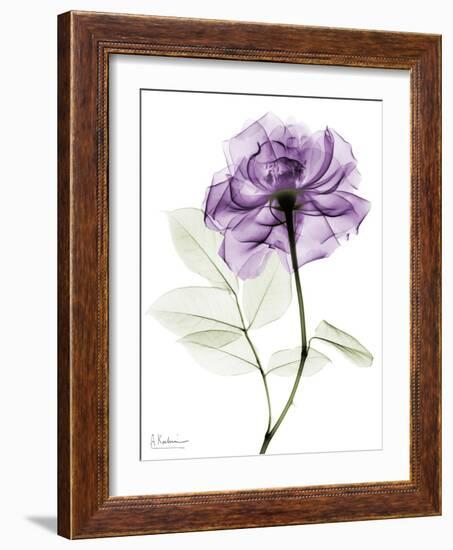 Purple Rose Portrait 2-Albert Koetsier-Framed Art Print