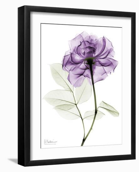 Purple Rose Portrait 2-Albert Koetsier-Framed Art Print