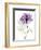 Purple Rose Portrait 2-Albert Koetsier-Framed Art Print