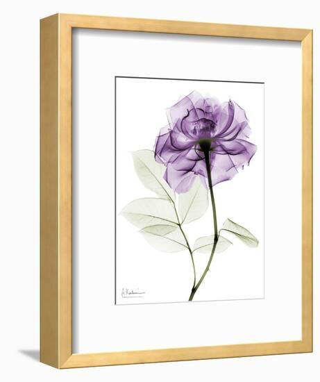 Purple Rose Portrait 2-Albert Koetsier-Framed Art Print