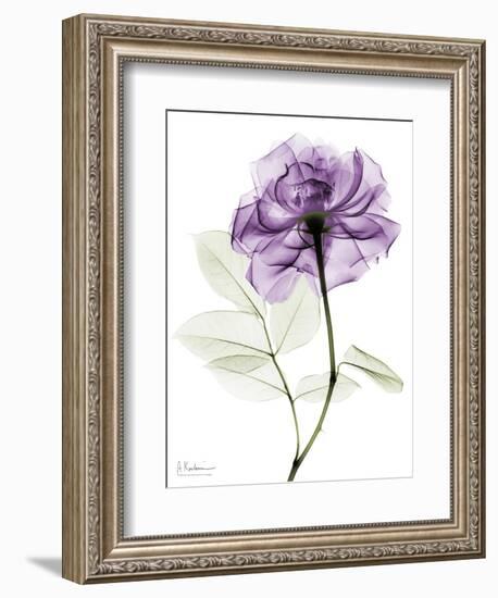 Purple Rose Portrait 2-Albert Koetsier-Framed Art Print