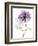 Purple Rose Portrait 2-Albert Koetsier-Framed Art Print