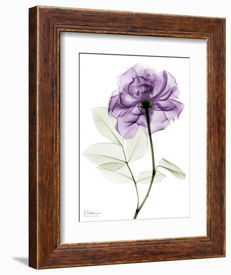 Purple Rose Portrait 2-Albert Koetsier-Framed Art Print