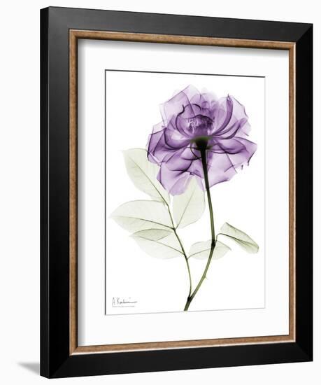 Purple Rose Portrait 2-Albert Koetsier-Framed Art Print