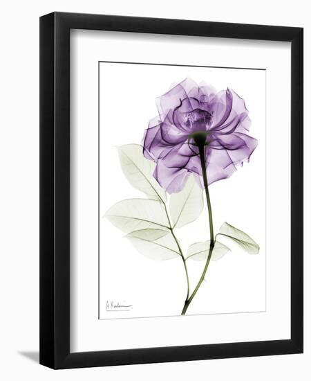 Purple Rose Portrait 2-Albert Koetsier-Framed Art Print