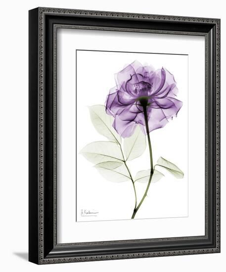 Purple Rose Portrait 2-Albert Koetsier-Framed Art Print