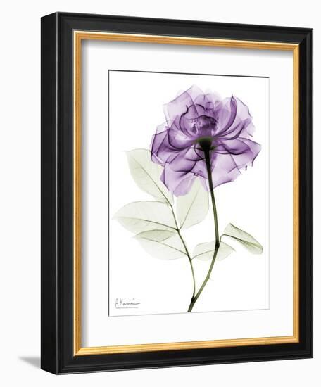 Purple Rose Portrait 2-Albert Koetsier-Framed Art Print