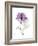 Purple Rose Portrait-Albert Koetsier-Framed Premium Giclee Print