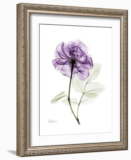Purple Rose Portrait-Albert Koetsier-Framed Premium Giclee Print