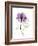 Purple Rose Portrait-Albert Koetsier-Framed Premium Giclee Print