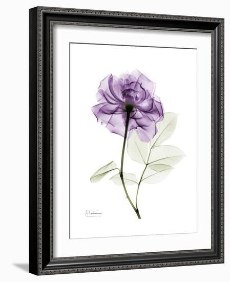 Purple Rose Portrait-Albert Koetsier-Framed Premium Giclee Print