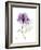 Purple Rose Portrait-Albert Koetsier-Framed Premium Giclee Print